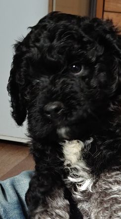 Lagodoodle oder Pudelotto Lagotto Pudel Doodle Minidoodle Mididoodle Labradoodle Goldendoodle