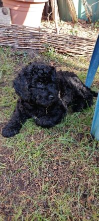 Lagodoodle oder Pudelotto Lagotto Pudel Doodle Minidoodle Mididoodle Labradoodle Goldendoodle