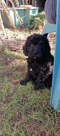 Lagodoodle oder Pudelotto Lagotto Pudel Doodle Minidoodle Mididoodle Labradoodle Goldendoodle