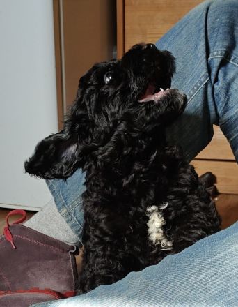 Lagodoodle oder Pudelotto Lagotto Pudel Doodle Minidoodle Mididoodle Labradoodle Goldendoodle