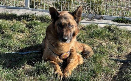 Wer sieht Astra? Besondere Hündin sucht ihr Glück