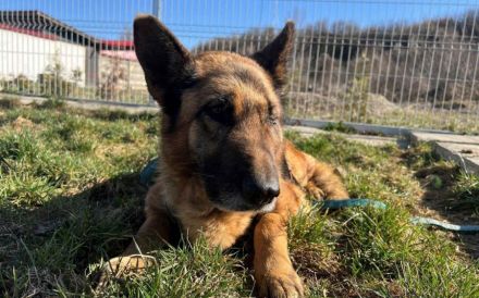 Wer sieht Astra? Besondere Hündin sucht ihr Glück