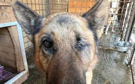 Wer sieht Astra? Besondere Hündin sucht ihr Glück