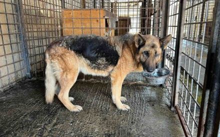 Wer sieht Astra? Besondere Hündin sucht ihr Glück