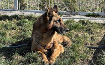 Wer sieht Astra? Besondere Hündin sucht ihr Glück