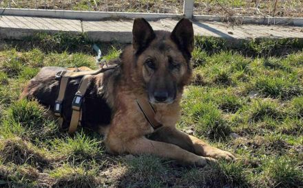 Wer sieht Astra? Besondere Hündin sucht ihr Glück