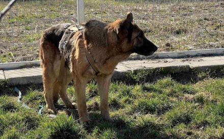 Wer sieht Astra? Besondere Hündin sucht ihr Glück