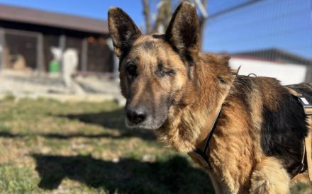 Wer sieht Astra? Besondere Hündin sucht ihr Glück