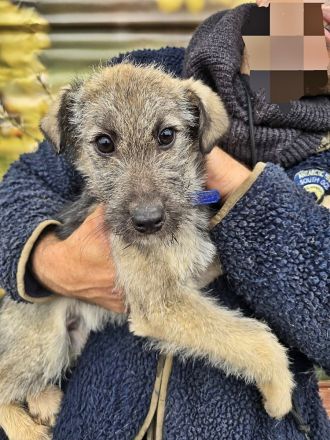 Cody, Rusty, Toby und Vicky, Geschwister warten auf eine Chance