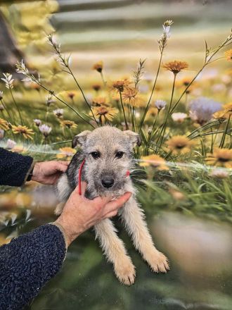 Cody, Rusty, Toby und Vicky, Geschwister warten auf eine Chance