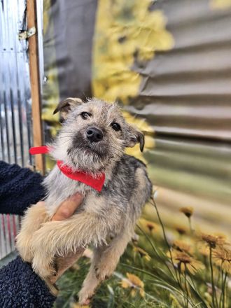 Cody, Rusty, Toby und Vicky, Geschwister warten auf eine Chance