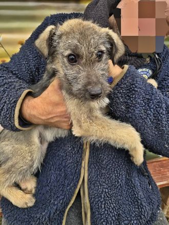 Cody, Rusty, Toby und Vicky, Geschwister warten auf eine Chance