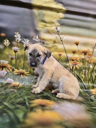 Cody, Rusty, Toby und Vicky, Geschwister warten auf eine Chance