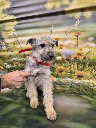 Cody, Rusty, Toby und Vicky, Geschwister warten auf eine Chance