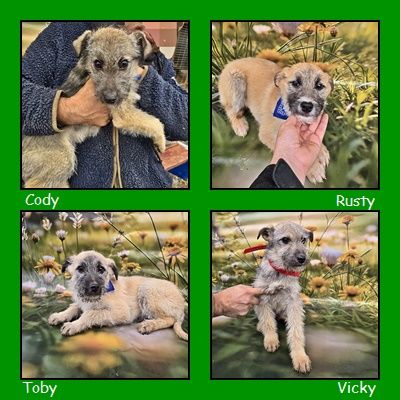 Cody, Rusty, Toby und Vicky, Geschwister warten auf eine Chance