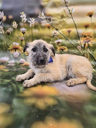 Cody, Rusty, Toby und Vicky, Geschwister warten auf eine Chance