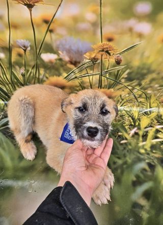 Cody, Rusty, Toby und Vicky, Geschwister warten auf eine Chance