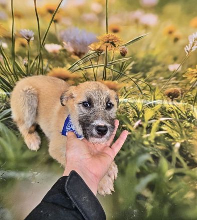 Cody, Rusty, Toby und Vicky, Geschwister warten auf eine Chance
