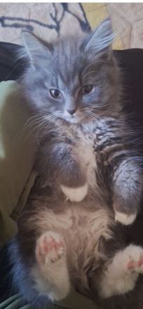 Süße BLH Prinzessin