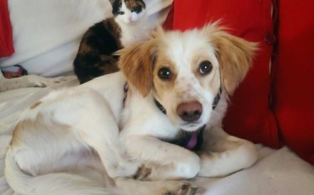 Leeloo - kluges Köpfchen mit großem Kuschelherz