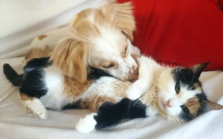 Leeloo - kluges Köpfchen mit großem Kuschelherz