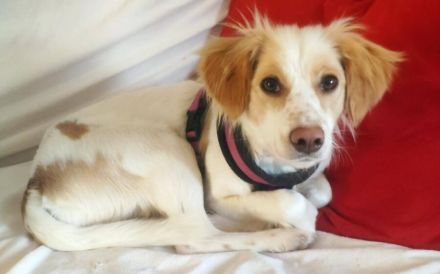 Leeloo - kluges Köpfchen mit großem Kuschelherz