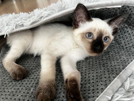 Bezaubernde Siam-Kitten (12 Wochen) suchen ihr Für-immer-Zuhause