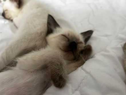 Bezaubernde Siam-Kitten (12 Wochen) suchen ihr Für-immer-Zuhause