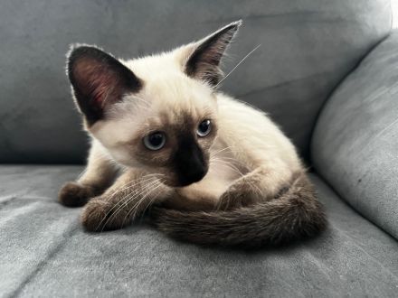 Bezaubernde Siam-Kitten (12 Wochen) suchen ihr Für-immer-Zuhause