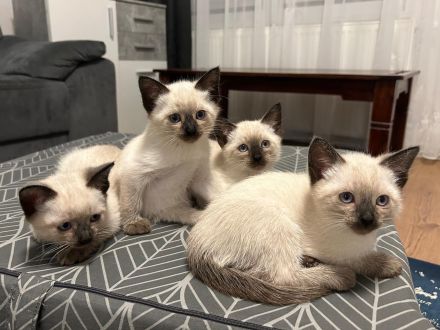 Bezaubernde Siam-Kitten (12 Wochen) suchen ihr Für-immer-Zuhause