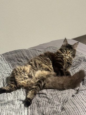 Maine Coon Deckkater