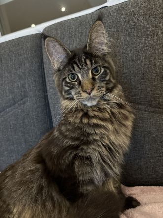 Maine Coon Deckkater