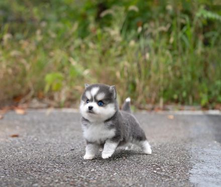 Pomsky Welpen Stammbaum