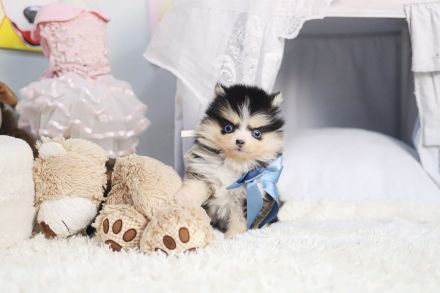 Pomsky Welpen Stammbaum