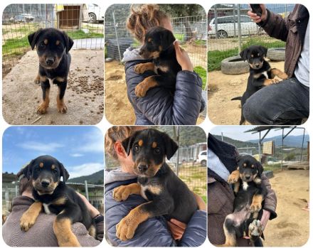Pollux – fröhlicher junger Rüde mit wunderschöner Fellzeichnung
