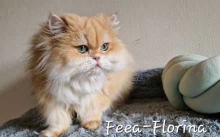 BLH Katze in liebevolle Hände abzugeben.