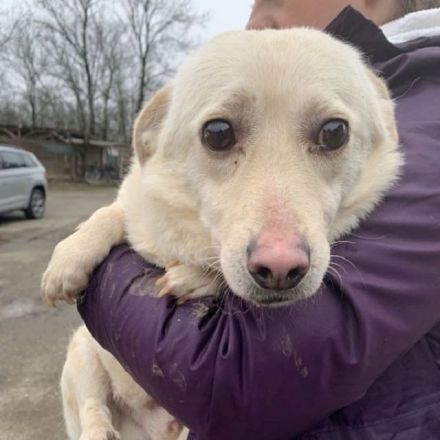 Elio, wer schenkt einem zarten, sensibler Hundejunge eine Chance und viel Verständnis? 1,5J, 35 cm