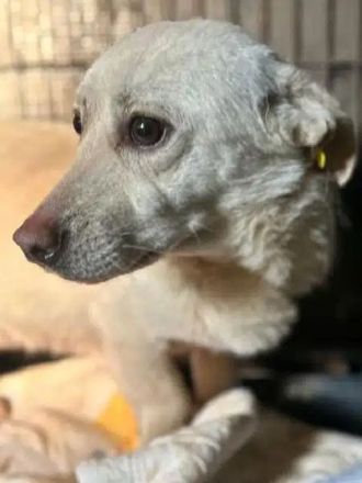 Elio, wer schenkt einem zarten, sensibler Hundejunge eine Chance und viel Verständnis? 1,5J, 35 cm