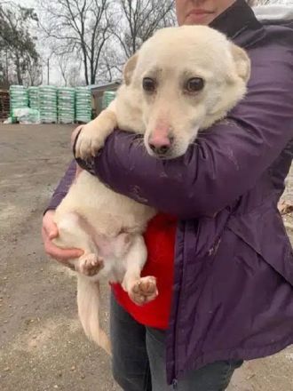 Elio, wer schenkt einem zarten, sensibler Hundejunge eine Chance und viel Verständnis? 1,5J, 35 cm