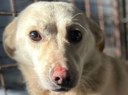 Elio, wer schenkt einem zarten, sensibler Hundejunge eine Chance und viel Verständnis? 1,5J, 35 cm