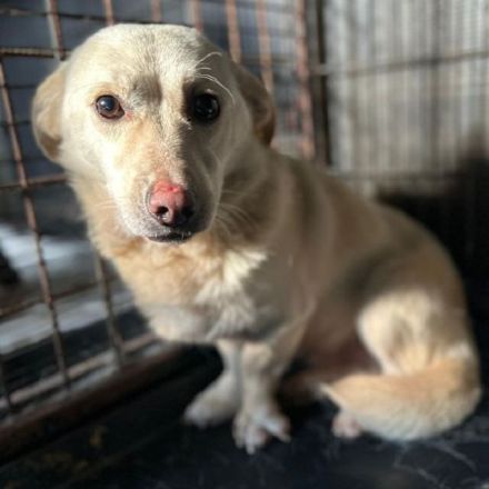 Elio, wer schenkt einem zarten, sensibler Hundejunge eine Chance und viel Verständnis? 1,5J, 35 cm