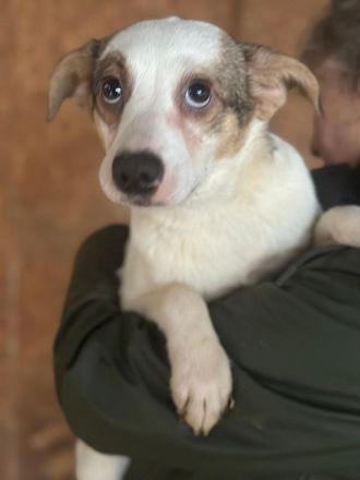 Fana, freundliche Junghündin, die auf ihre Menschen und das große Abenteuer hofft. 8M, 42cm