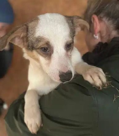 Fana, freundliche Junghündin, die auf ihre Menschen und das große Abenteuer hofft. 8M, 42cm