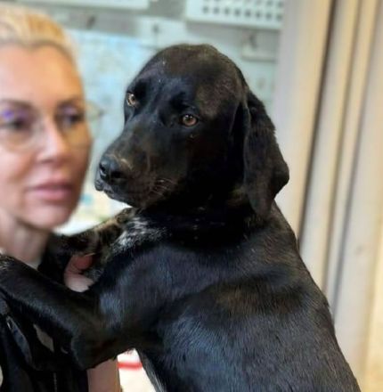 Finna, wunderbare, freundliche und sanfte Hündin sucht ein Für Immer Zuhause, 1J, wird mittelgroß