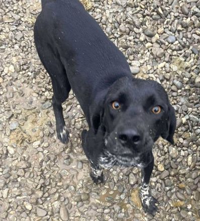 Finna, wunderbare, freundliche und sanfte Hündin sucht ein Für Immer Zuhause, 1J, wird mittelgroß