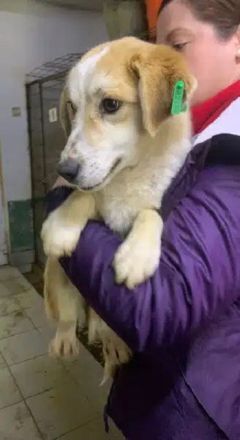 Flori, süßer Rüde mit zartem Hundeherz sucht ein Zuhause mit empathischen Menschen, 1J, 30cm