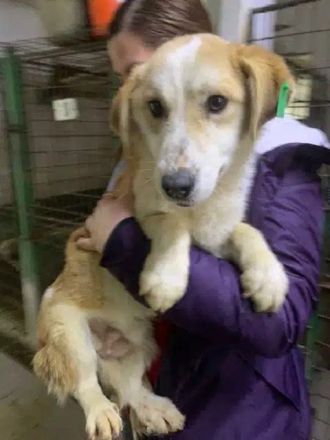 Flori, süßer Rüde mit zartem Hundeherz sucht ein Zuhause mit empathischen Menschen, 1J, 30cm