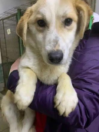 Flori, süßer Rüde mit zartem Hundeherz sucht ein Zuhause mit empathischen Menschen, 1J, 30cm