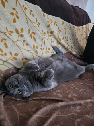 Brittische Kurzhaarkater Timi mit seine Freundin