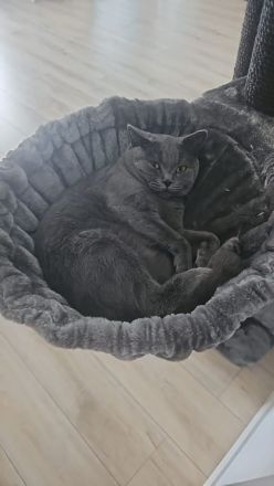 Brittische Kurzhaarkater Timi mit seine Freundin